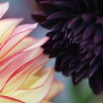 Dahlia-kombo