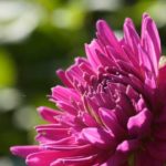 Dahlia-rosa