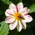Georgine-dahlia-1
