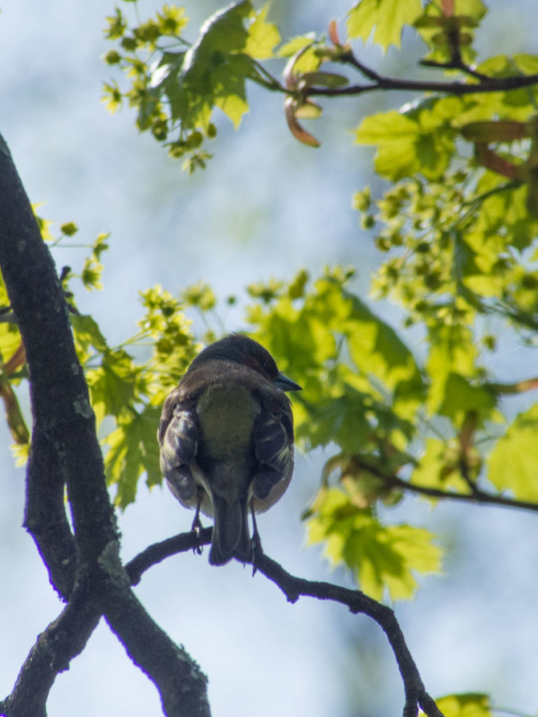 Bokfink og andre fugler elsker store trær