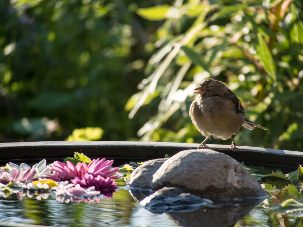 Bokfink hunne soler seg i hagens dam, en krukke med vann