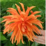 georgine-dahlia-2