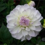 georgine-dahlia-3