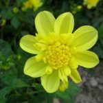 georgine-dahlia-4