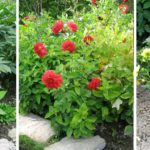 georgine-plante