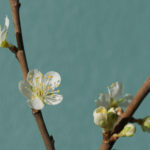 plommeblomst