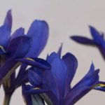 vaariris