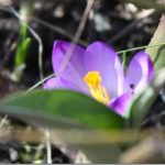 frk-floert
