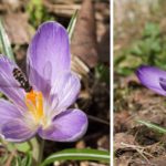 krokus