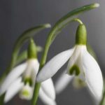 snoeklokker