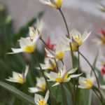 Tulipa-turkestanica