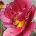 tulipa-rosa