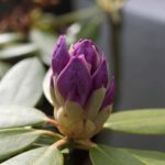 Rhododendron1
