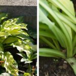 dele-stauder-hosta
