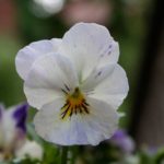 frk-fregnefjes