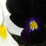 frk-ivory-ebony