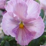 frk-rosa-engel
