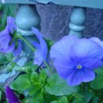 frk-tamar-in-blue