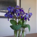 iris-vase