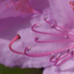 rhododendron3