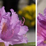 rododendron2