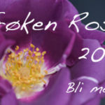 Frk-rose2