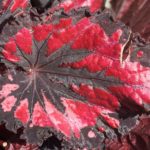 bladbegonia
