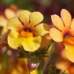 gjøglerblomst