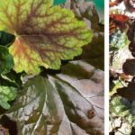 heuchera-mørke