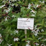 trebladgillenia