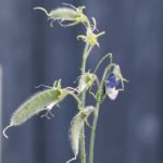 avblomstra-erteblomst