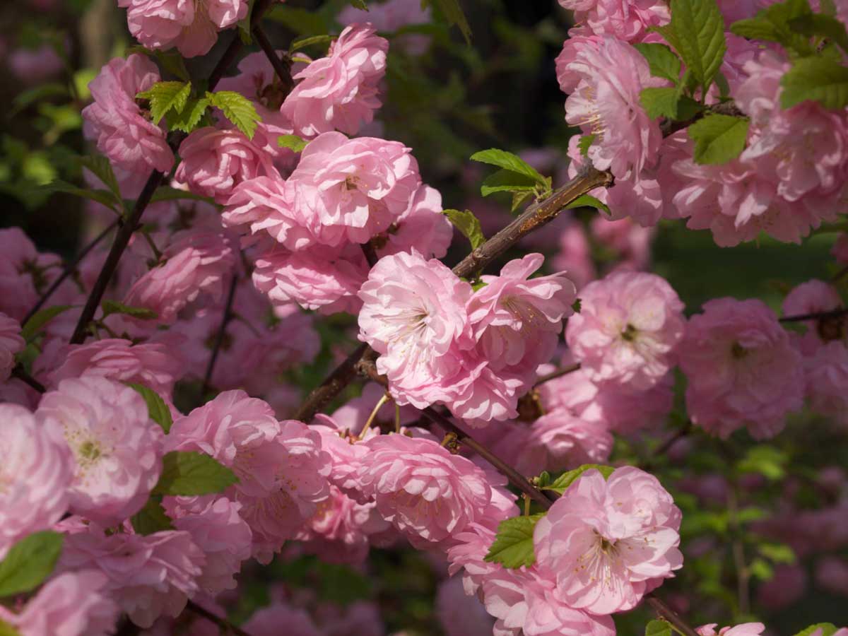 Rosemandel blomster rosa