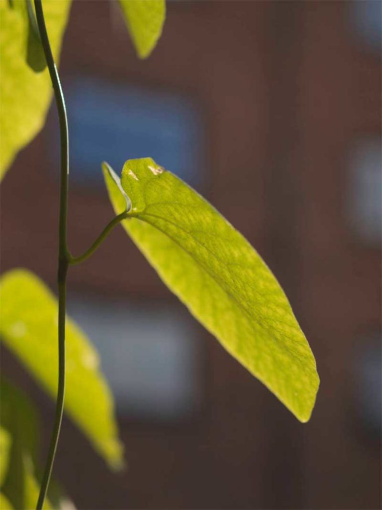 Pipholurt er en ivrig klatreplante med vakre store blader