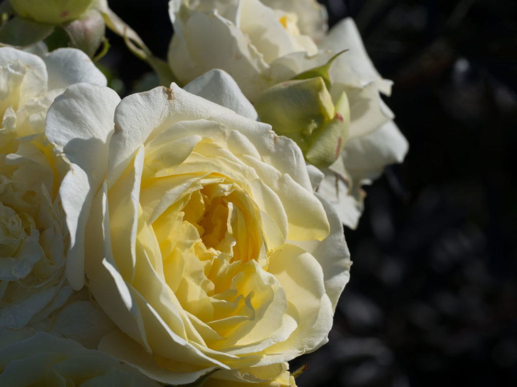 Fylt gul rose