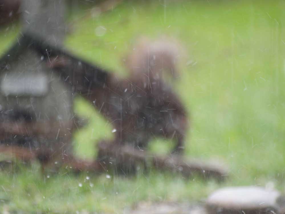 ekorn-regn