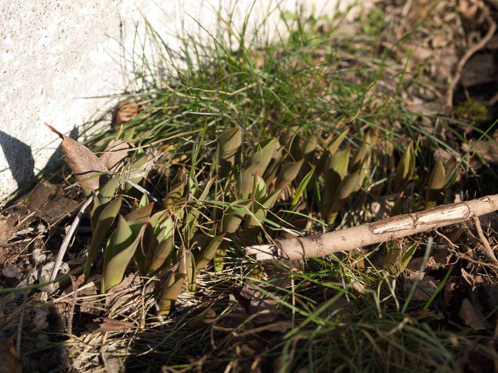 tulipan