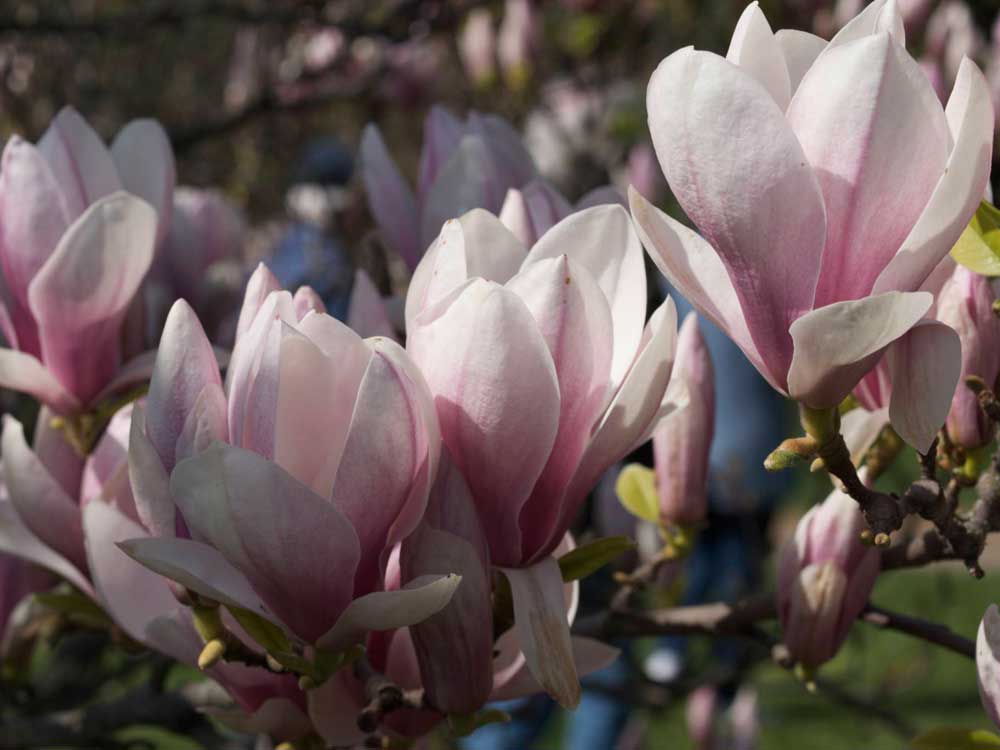 herdige magnolia som kan vokse i norge