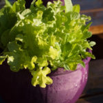 salat-2