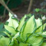 Hosta