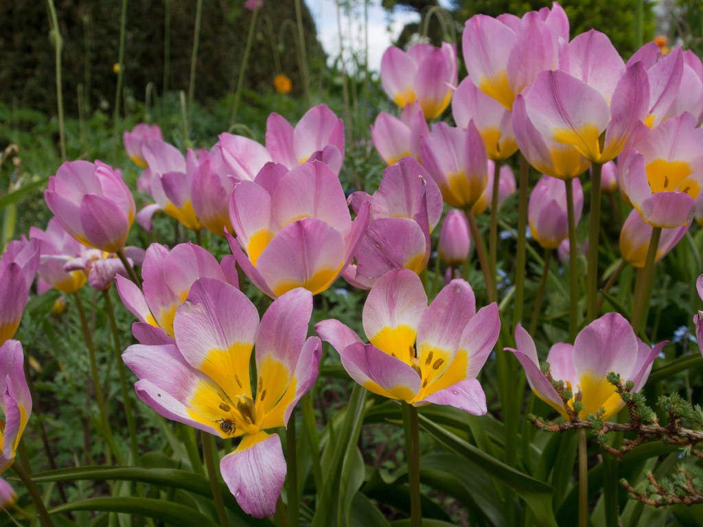 botanisk-tulipan-2