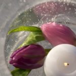 Islykt nærbilde tulipaner