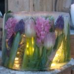 islykt med svibel og tulipan