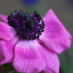 anemone-lilla
