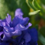 primula