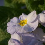 primula