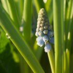 perleblomst