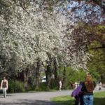 kirsebærtrær i botanisk hage