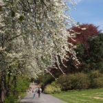 kirsebærtrær botanisk hage Tøyen