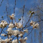 magnolia