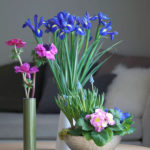 buketter-anemone-iris